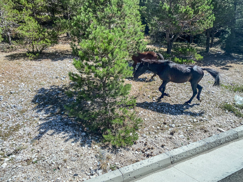 Cavalli corrono liberi ai lati della SH8