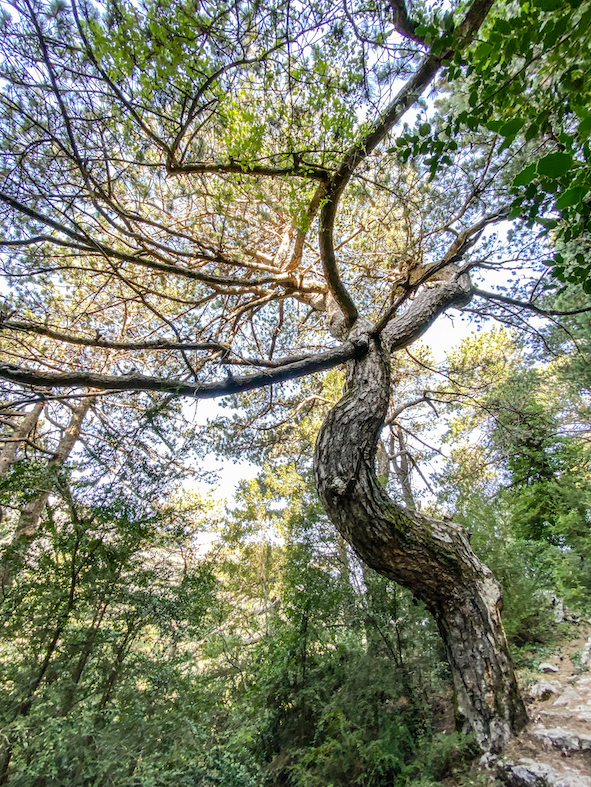 La foresta è composta da alberi decidui e conifere, tra cui frassini, pini neri, abeti bianchi, querce di Kermes e abeti bulgari