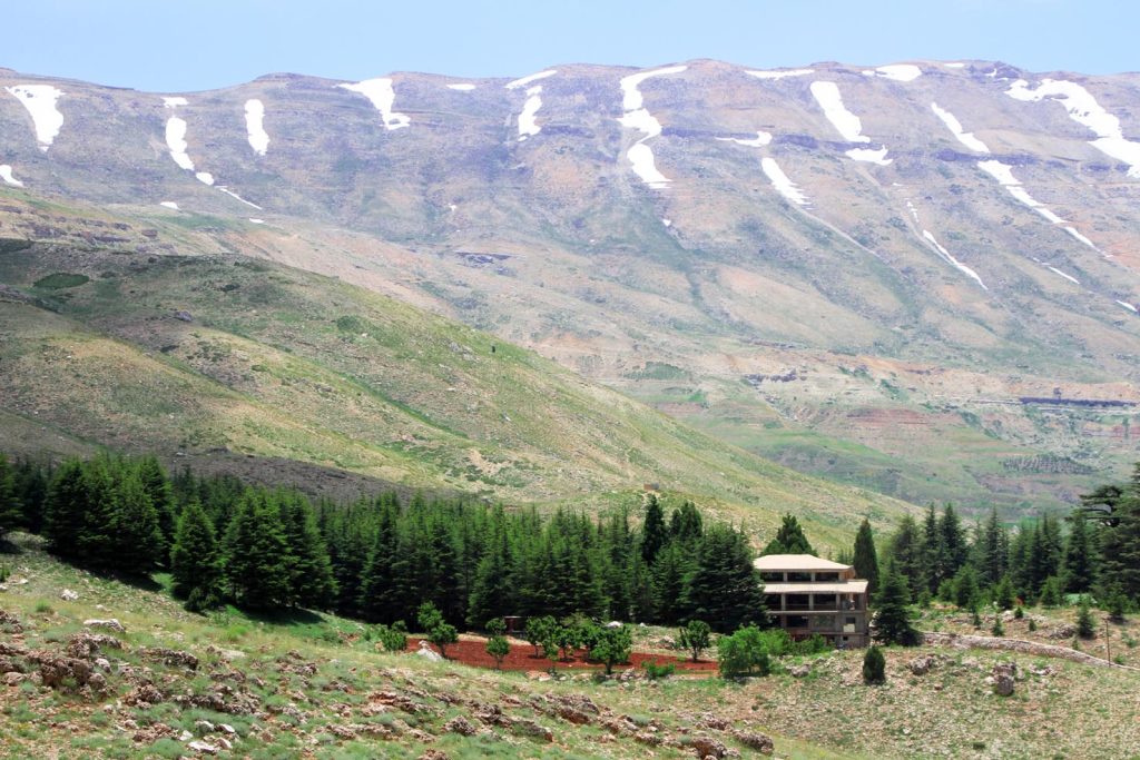 La foresta dei Cedri
