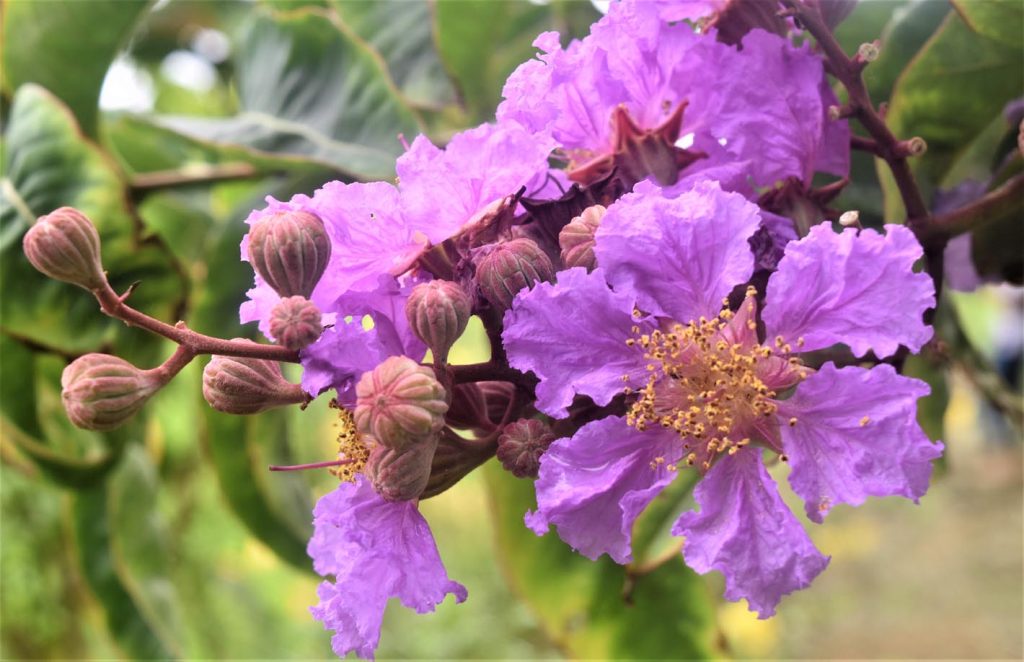 Lagerstroemia speciosa (MarvinBikolano)