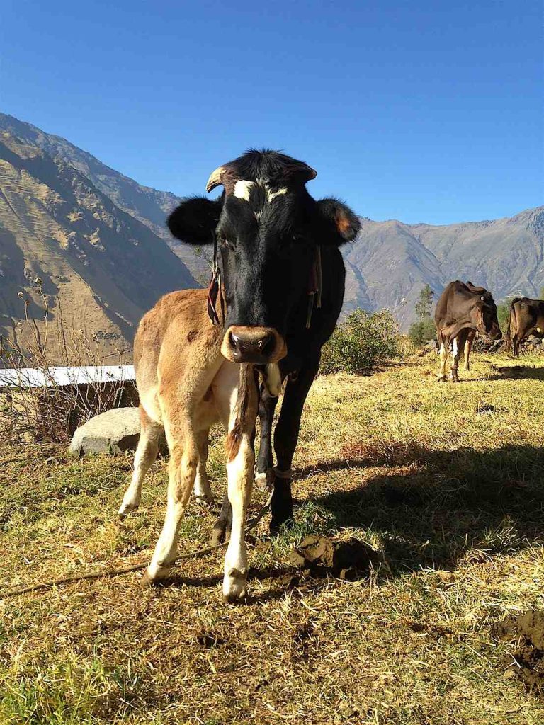 Le mucche di Edelmira