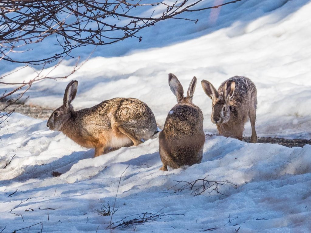 La lepre comune, Lepus europaeus (Bengt Nyman)