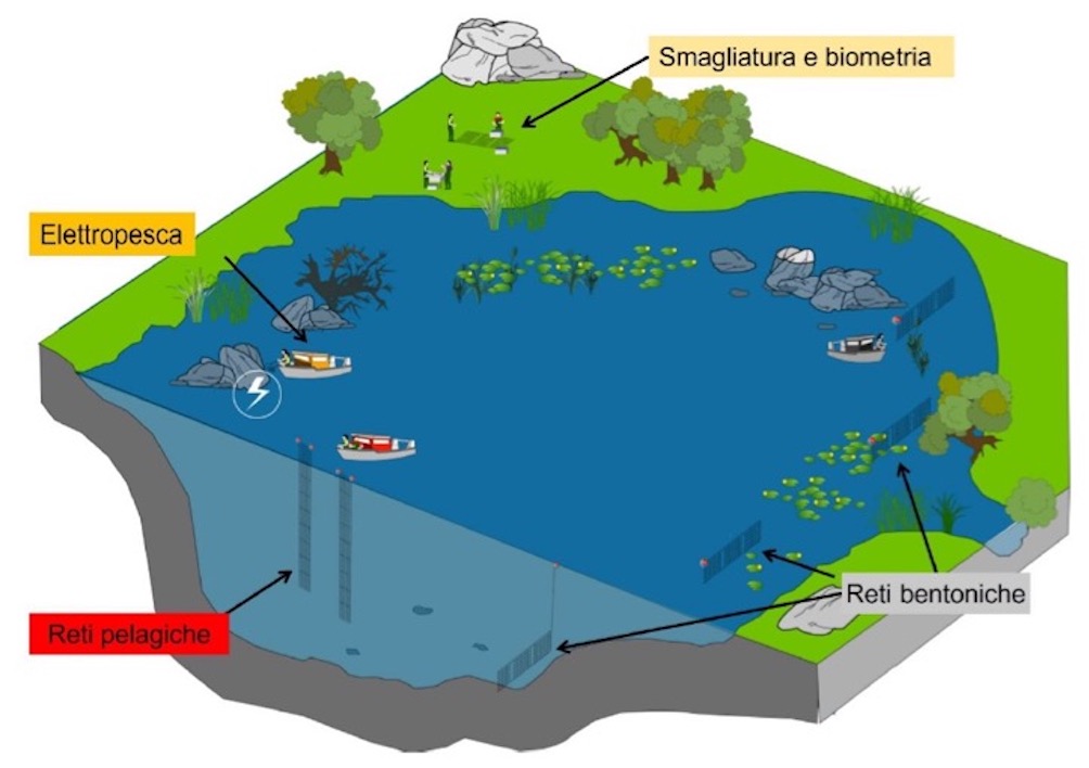 Schema delle varie operazioni nell’ambito del campionamento standardizzato di un lago (Studio della fauna ittica del Lago Ceresio)