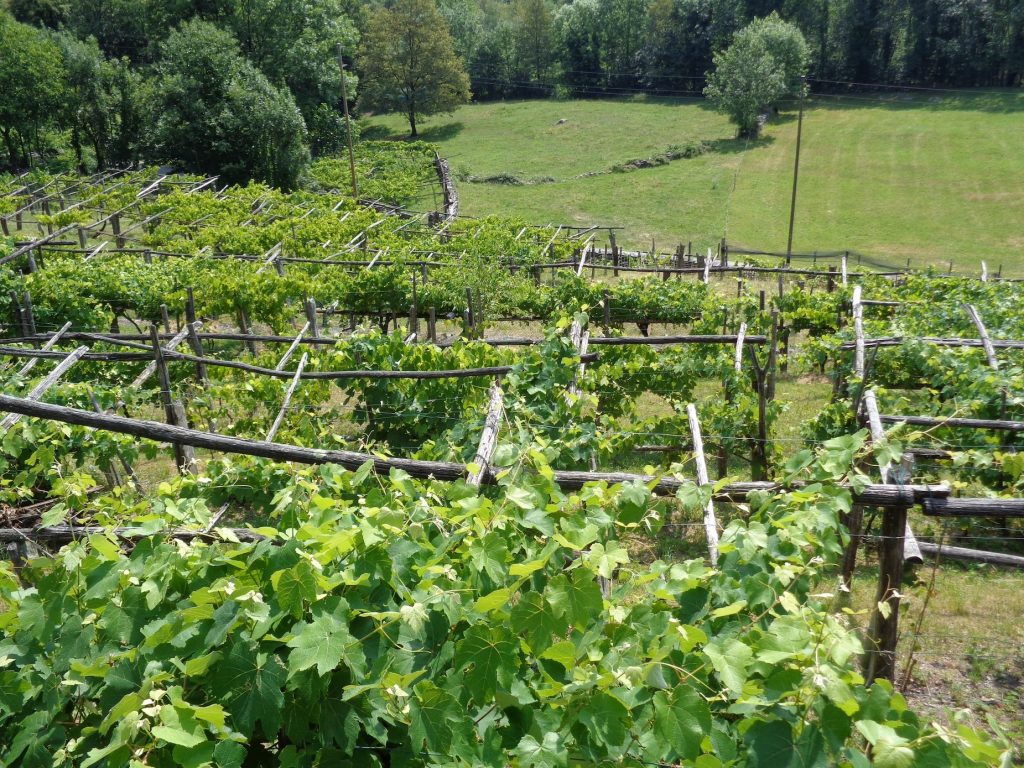 Vigneti lungo il Sentiero paesaggistico (Elia Stampanoni)