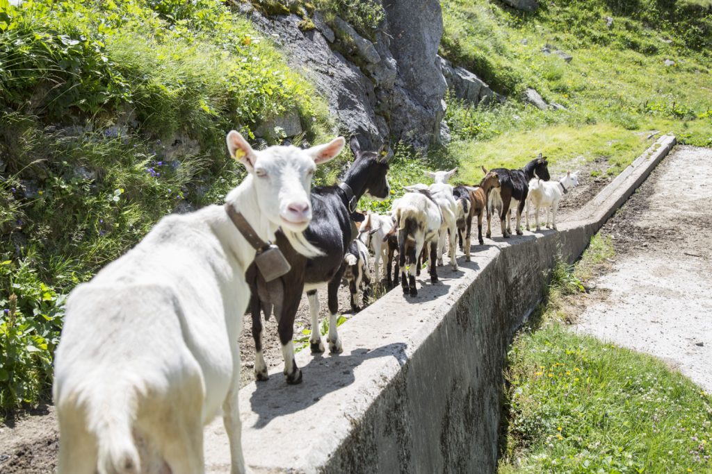 Acrobazie caprine (Stefano Spinelli)