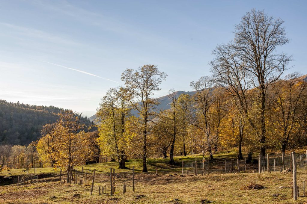 La selva castanile di Cademario, dove le più note e antiche varietà ticinesi sono tutelate come patrimonio genetico futuro (Giorgio Moretti)