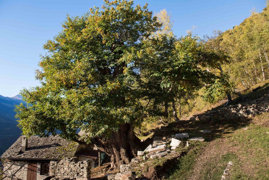 Castagno secolare nel nucleo di Piughei sopra Malvaglia (Ti-Press)
