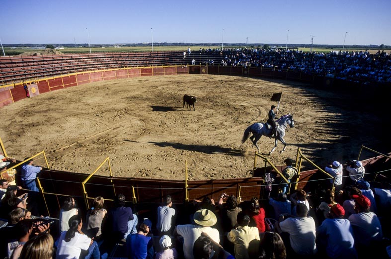 Puebla de la Calzada. Domenica tradizionale corrida in una Plaza de Toros costruita da pochi giorni