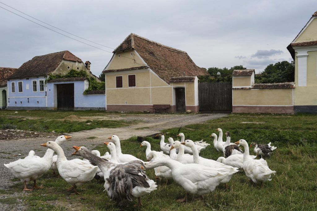Un tempo villaggio sassone, oggi la popolazione di Viscri è a maggioranza rom, con pochi rumeni, e una ventina di tedeschi
