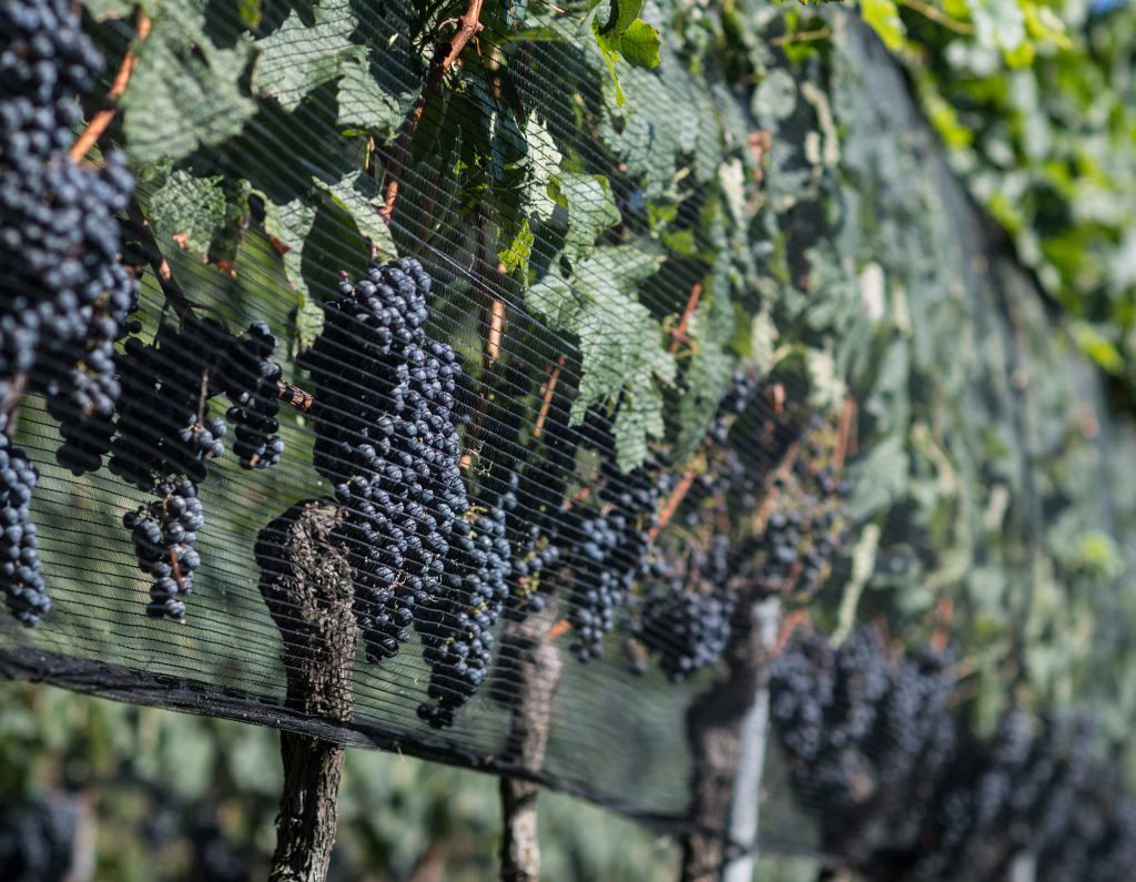 Finora la produzione per i vini DOC era di 1 kg al metro quadrato, nel 2020 sarà di 800 grammi (TiPress)