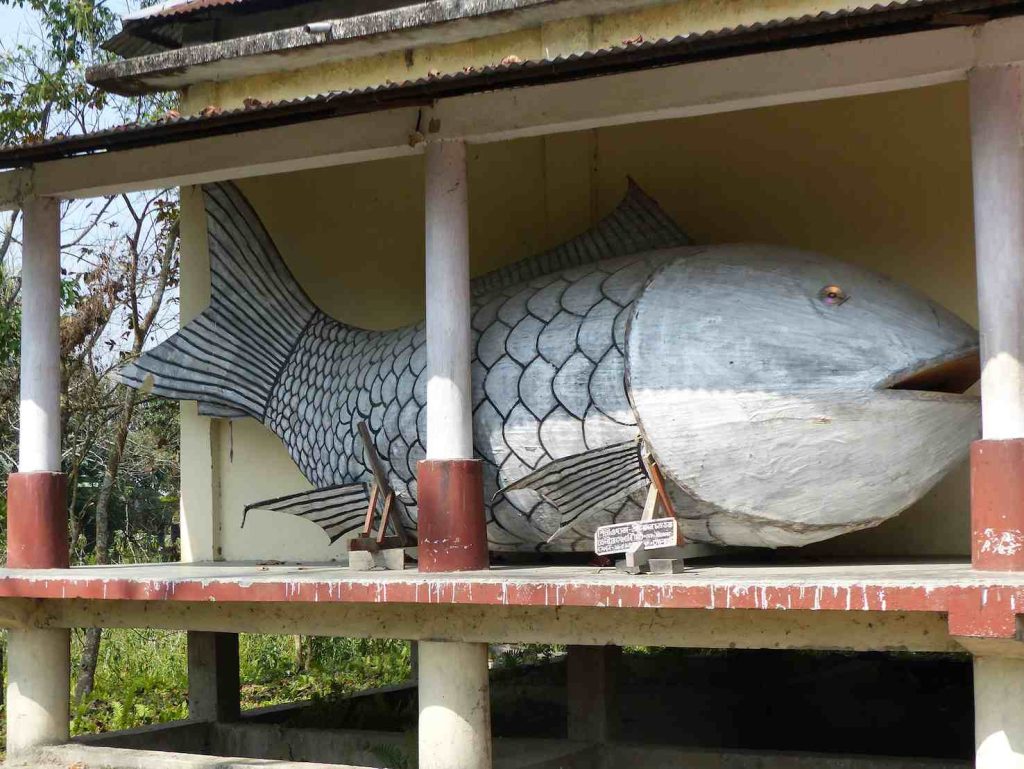 La grande scultura di un pesce costruita imprigionandola in un portico a Majuli