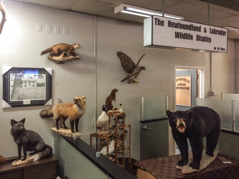 Animali impagliati all’aeroporto di Stephenville