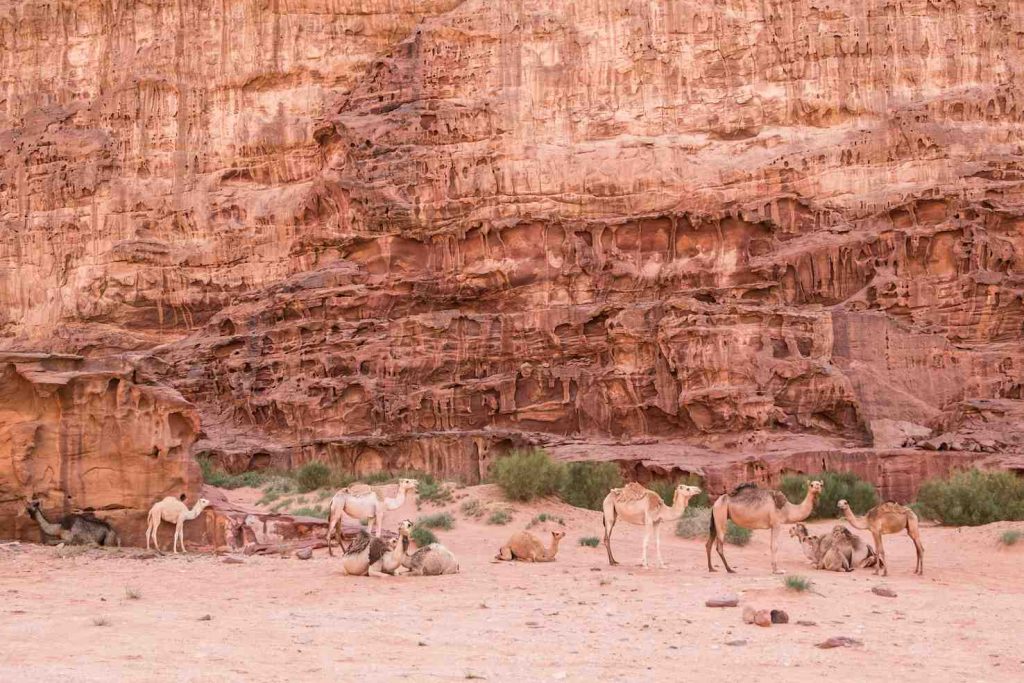 Un gruppo di cammelli si riposa all’ombra di una montagna