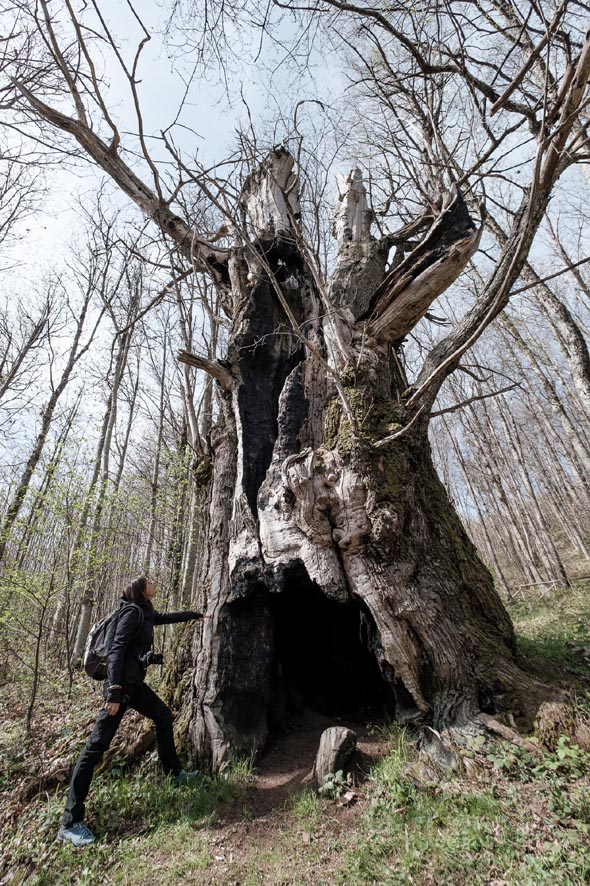 Cerzeto castagno secolare Patriarca di Kroj Shtikàn