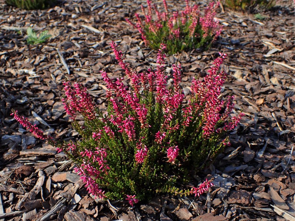 Calluna vulgaris «Moulin Rouge» (Krzysztof Ziarnek)