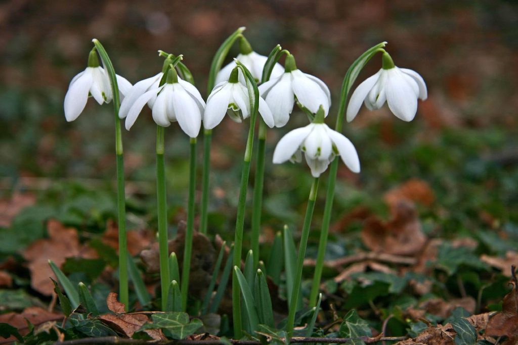 Fiori di Galanthus nivalis «Flore Pleno» (Redsimon)