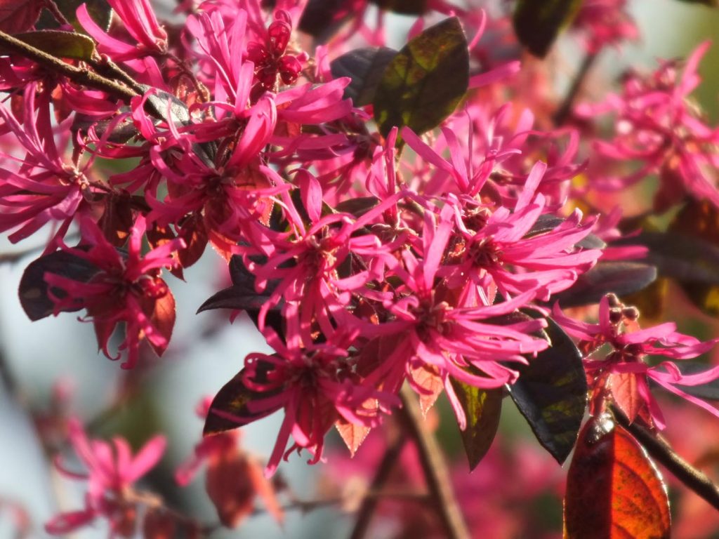 Un esemplare di Loropetalum chinense rubrum (Matsuoka Akihiro)