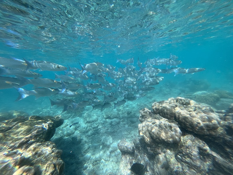 Nei lagoon abbondano i pesci