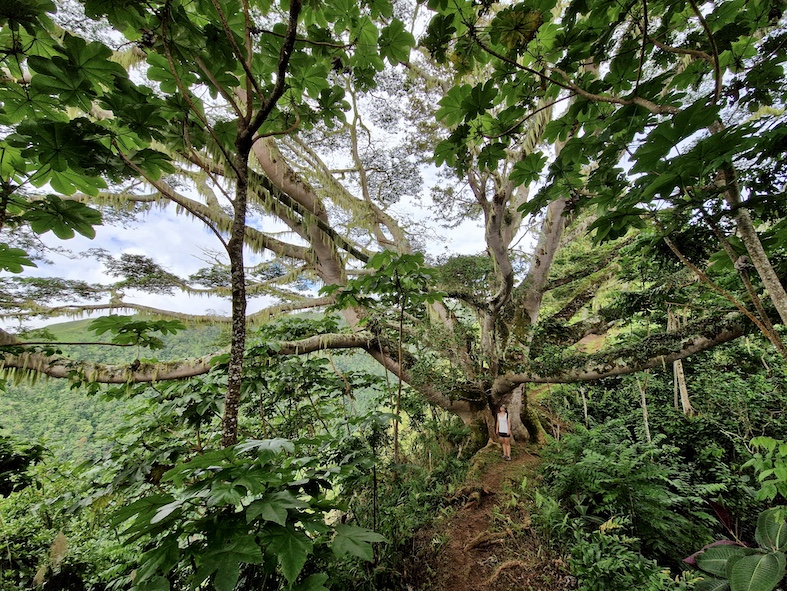 Nella giungla di Tahiti