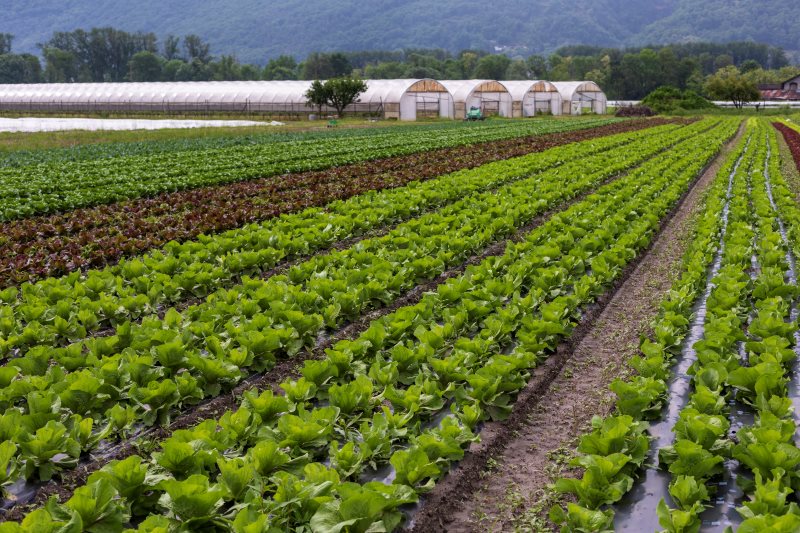 Migros Ticino, grazie a frutta e verdura nostrane, sostiene l’economia locale promuovendo al contempo il benessere della clientela