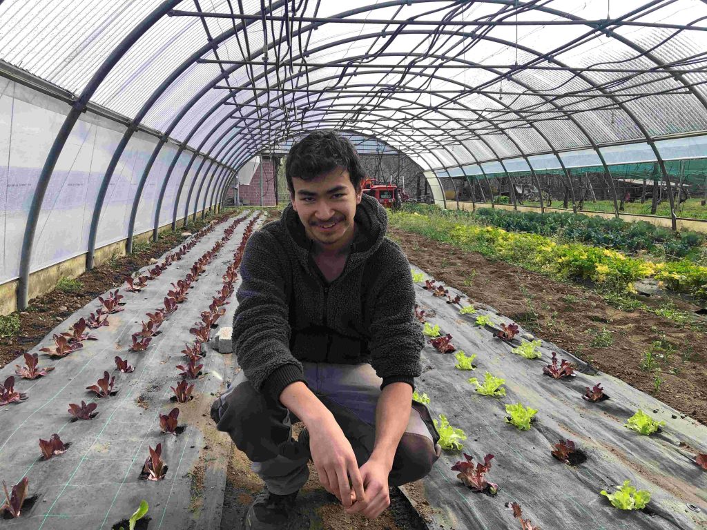 Un ragazzo al lavoro nelle serre di Vaglio (La Fonte)