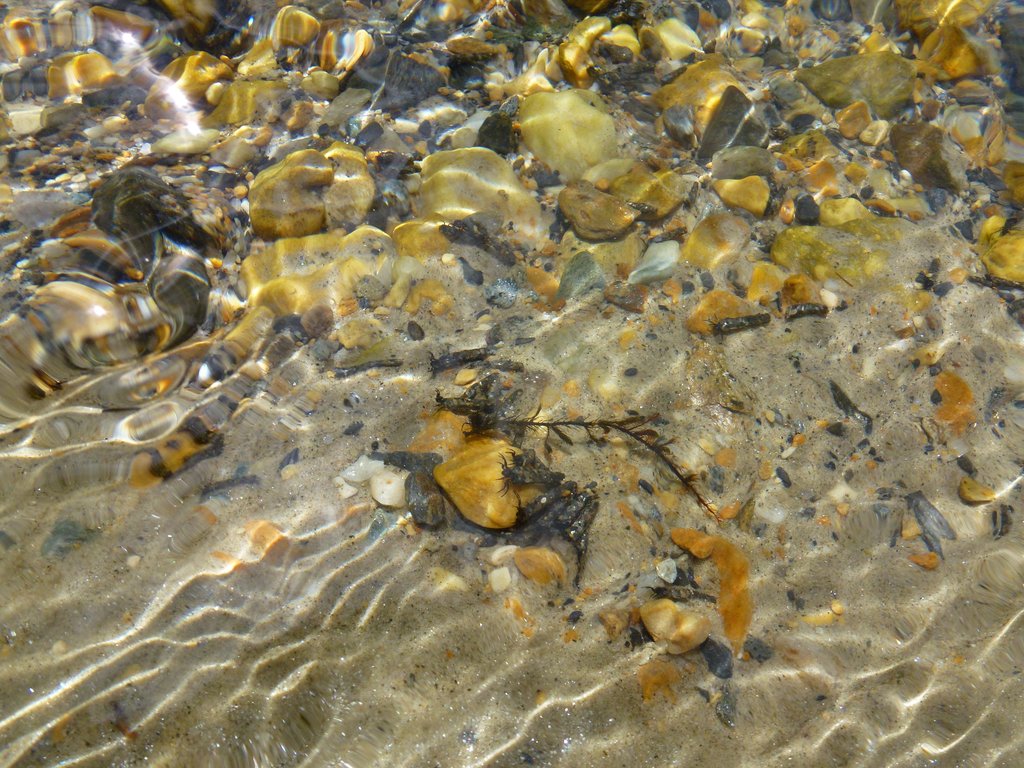La biodiversità nell'acqua