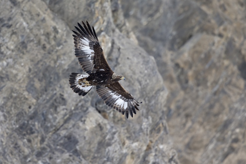 (Protezione svizzera degli animali, Psa)