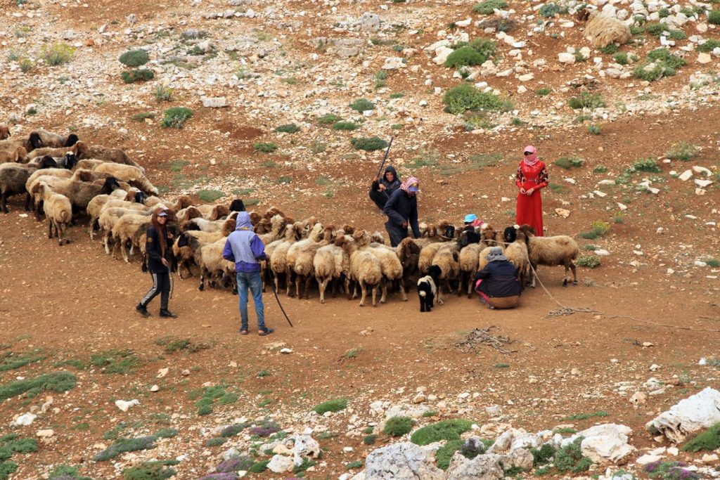 Pascoli d'alta montagna