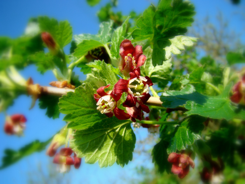 Fiori di Ribes x nidigrolaria (Paul Adam)