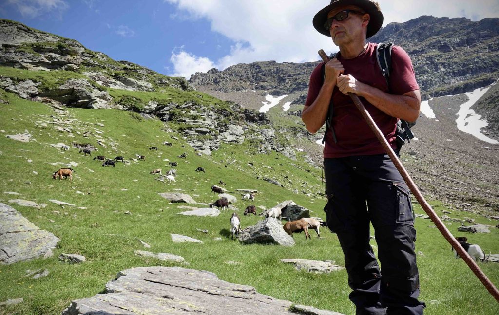 Peter, il pastore volontario a guardia delle capre