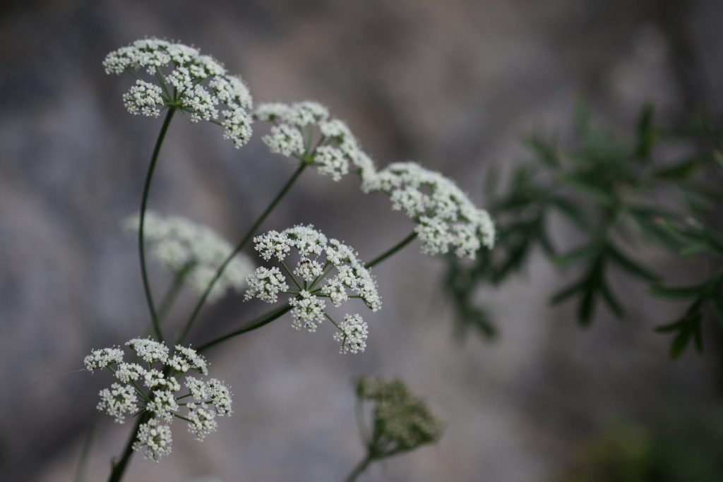 Peucedanum venetum, specie vulnerabile in Svizzera