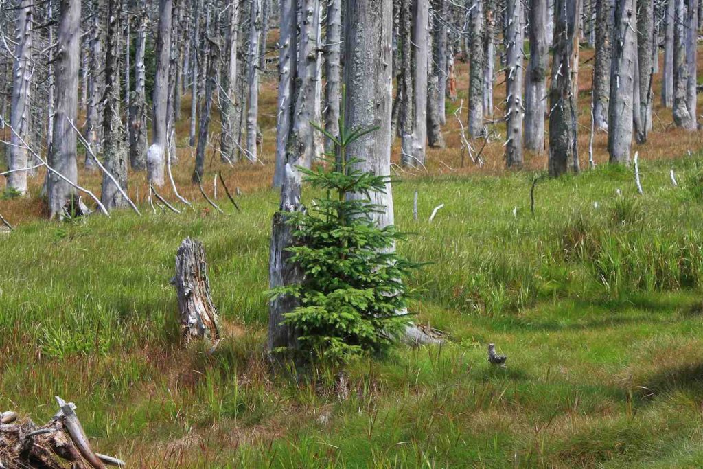 Il bostrico tipografo non è causa della morte dell’albero, bensì l’effetto della devitalizzazione dell’albero stesso (Willow)