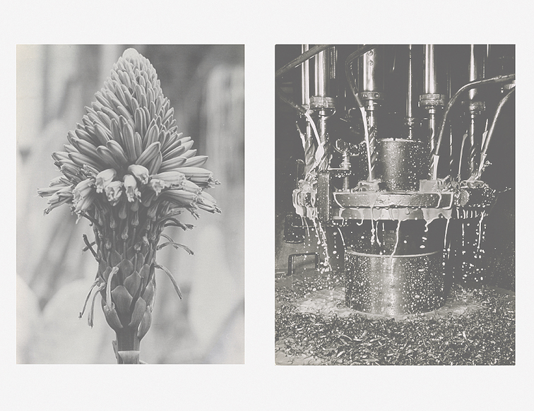 Fotografie di Albert Renger-Patzsch e Ruth Hallensleben (Fondazione Rolla)