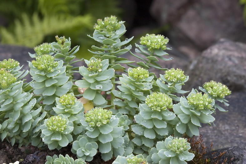 Così si presenta la Rhodiola rosea in natura (Olaf Leillinger)