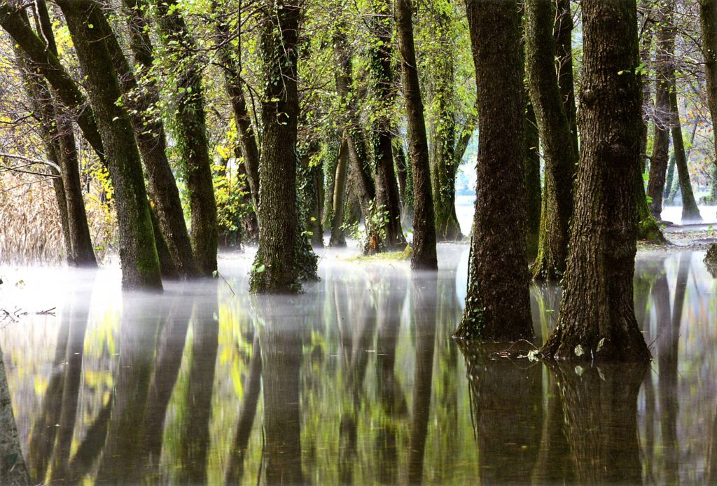 Le radici degli ontani neri del bosco di golena alla foce della Magliasina sopravvivono in terreni intrisi di acqua (© Sandro Oldrati)