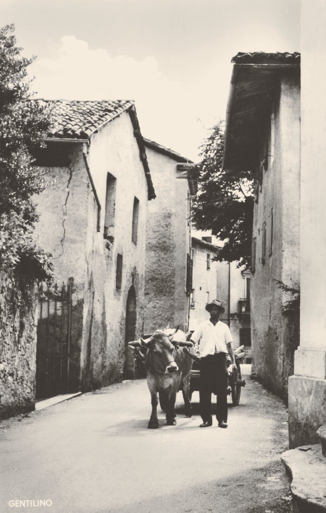 Gentilino, Cà di Sotto, il fattore Carlo Bettosini col carro trainato dal bue, Odette Ruedi Lugano (Collezione Ivo Gentilini)