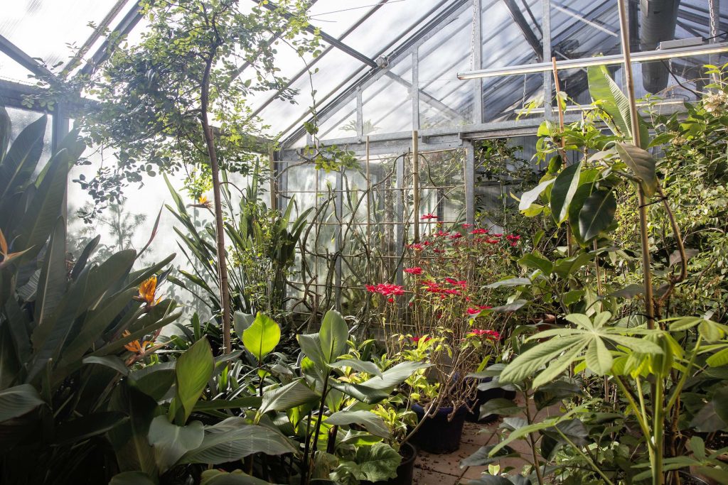 Poche le piante che devono essere trasferite in serra durante l’inverno (Stefano Spinelli)