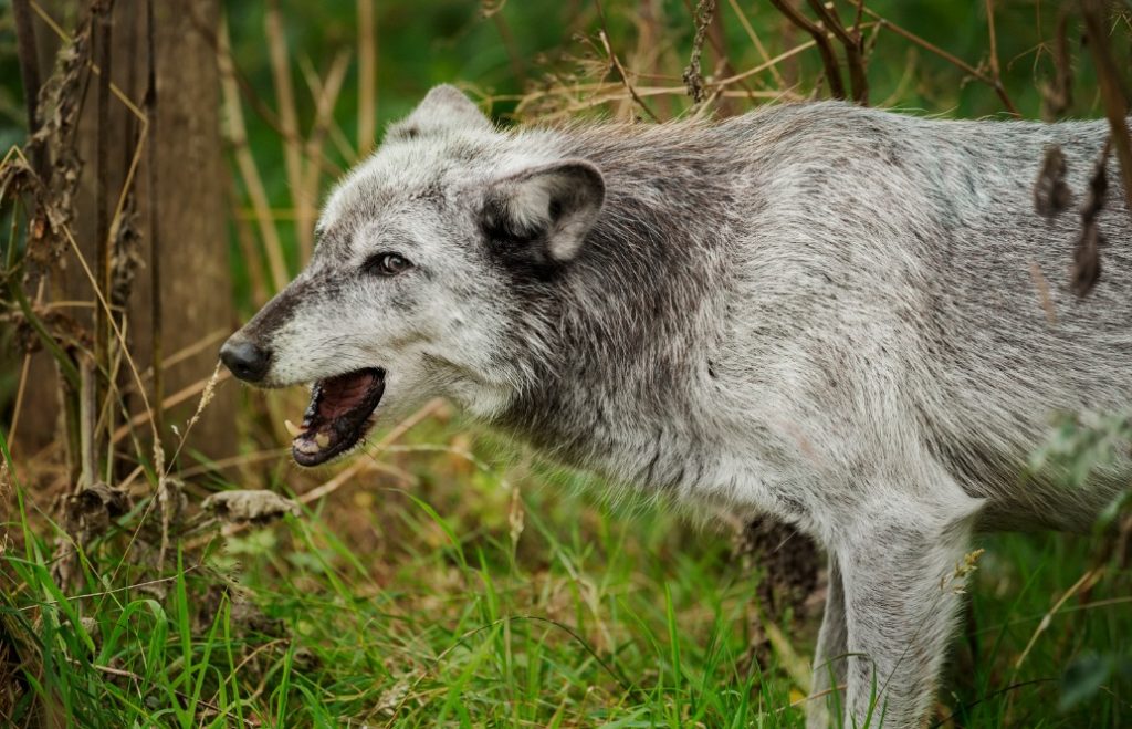 Anche in Ticino fa parlare di sé (Keystone)