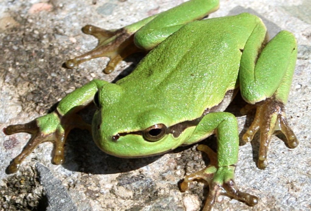 Pro Natura