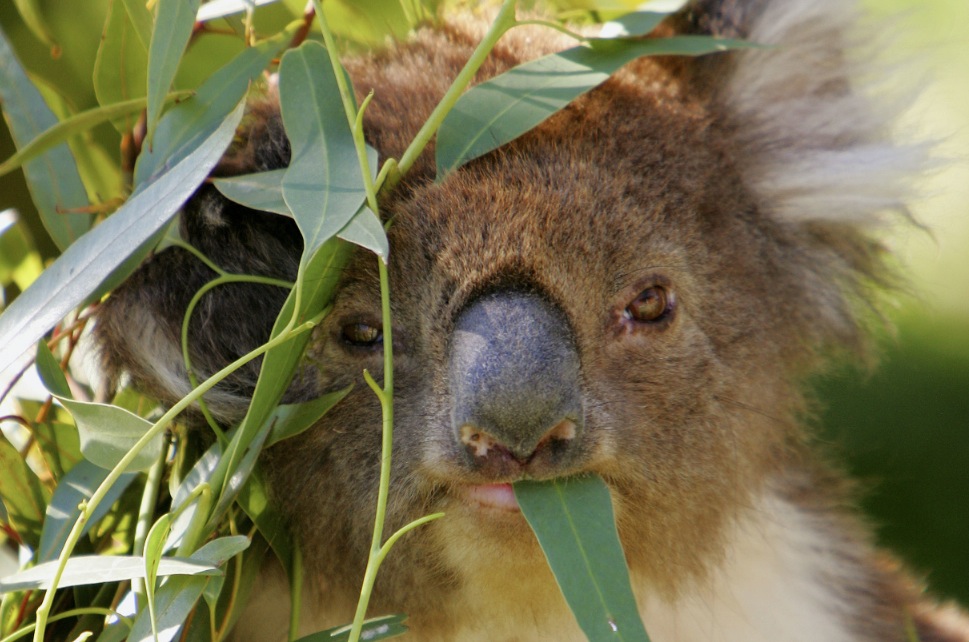 Un curioso esempio di alimentazione selettiva (Marka)