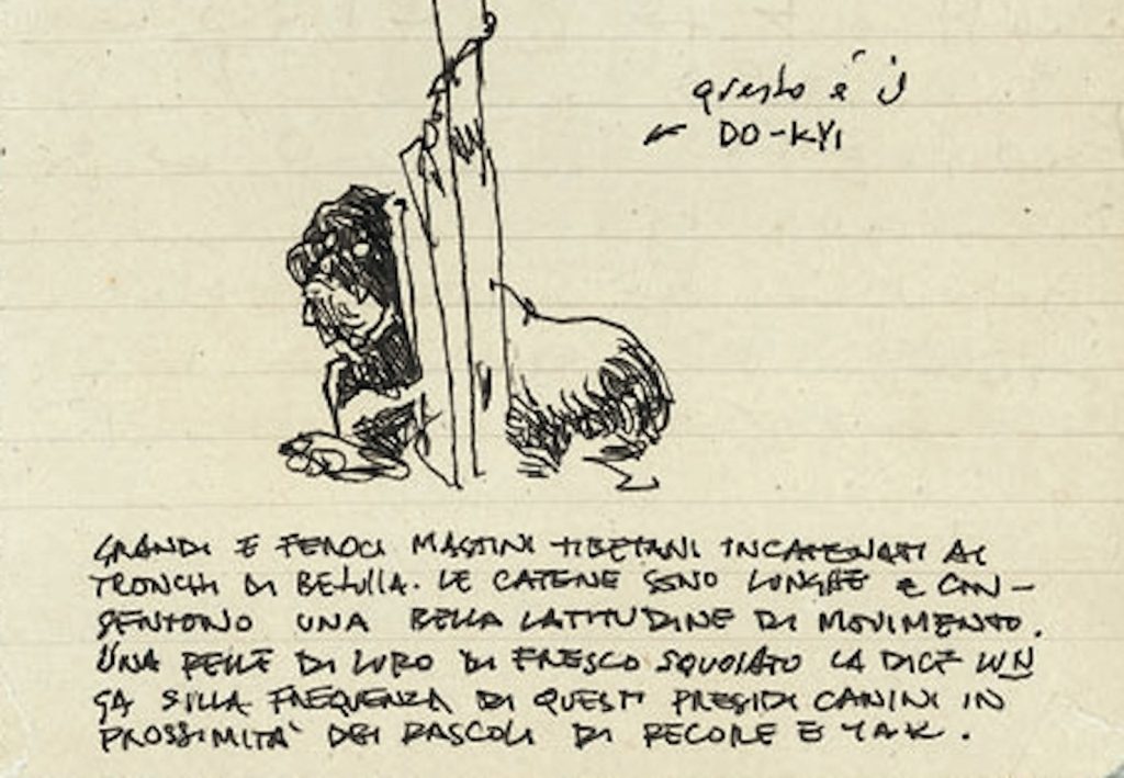 Lago Bita, distretto tibetano del Yunnan. I mastini tibetani, i famosi do-kyi, neri ed enormi, sono posti a guardia delle mandrie di yak