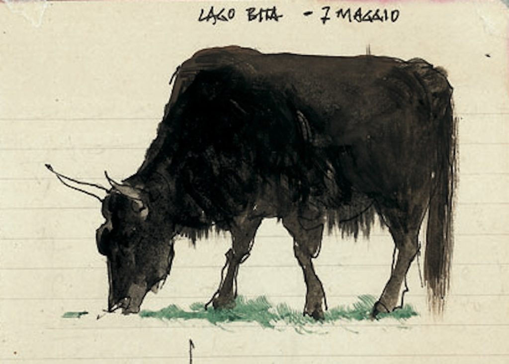 Le mandrie di yak vanno protette dai lupi, ancora frequenti in queste regioni selvagge