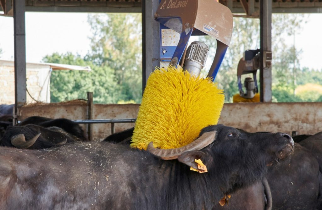 Una bufala si diletta con la spazzola wellness (Colin Dutton)