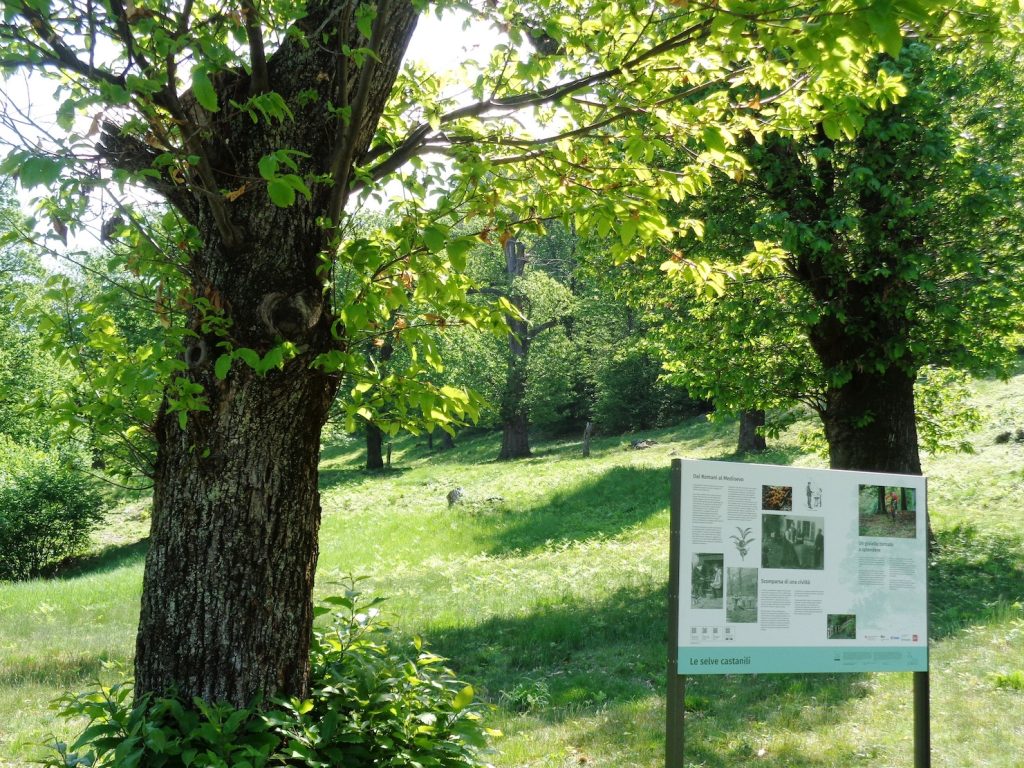 La selva castanile (E. Stampanoni)