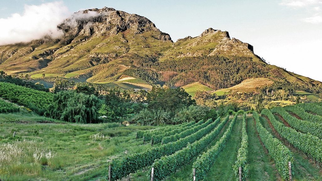 Vigneti nella regione vinicola sudafricana di Stellenbosc (Deon Maritz)