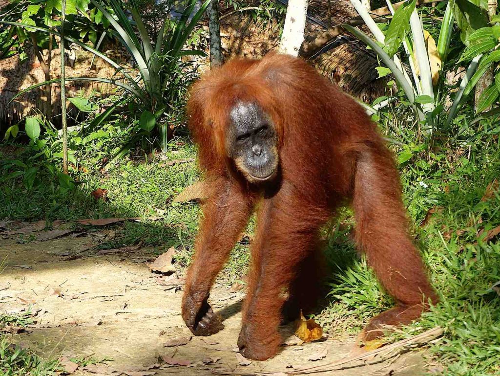Un orango a Bukit Lawang, Sumatra