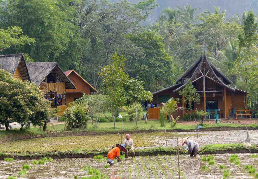 Guesthouse tra le risaie di Harau valley, Sumatra