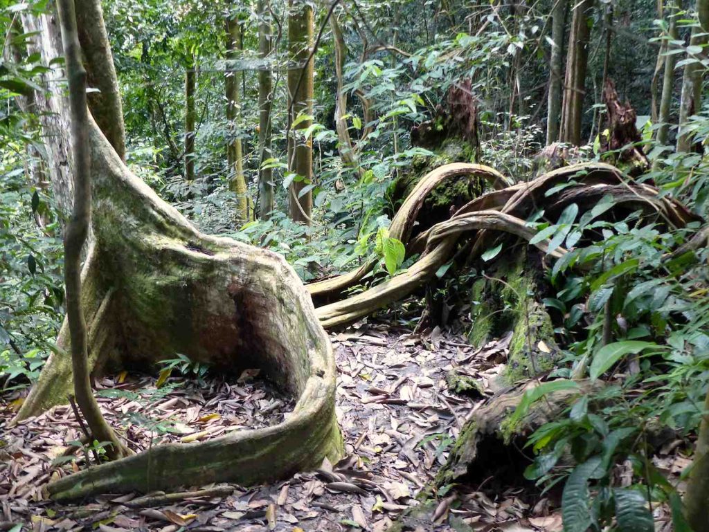 Sumatra, radici nella giungla