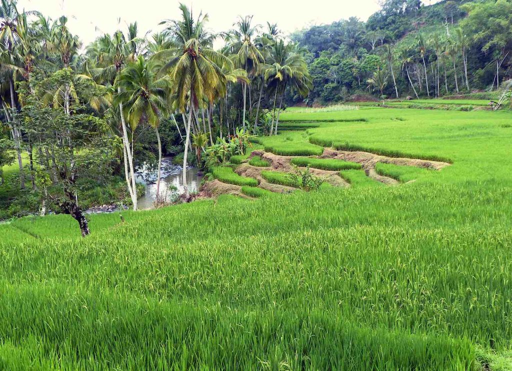 Sumatra, risaie terrazzate
