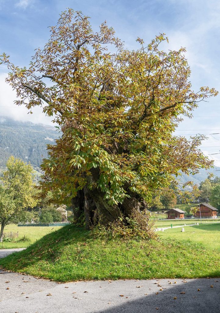 Castagno monumentale a Chironico (Patrimonio svizzero)